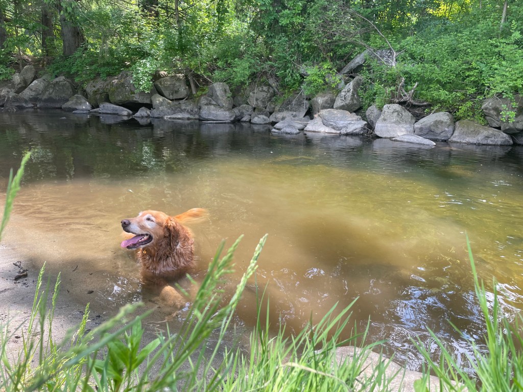 dog laying down in river